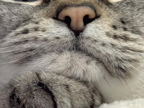 猫の口元のアップ