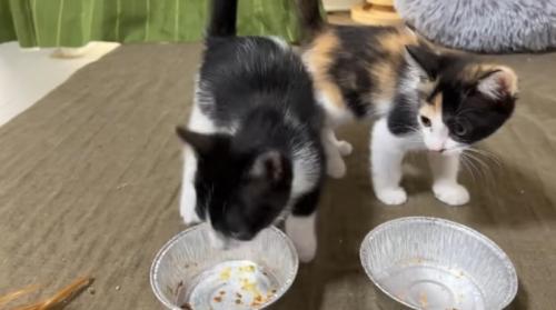 2匹の猫