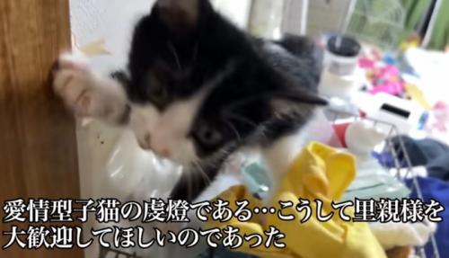 アップの猫
