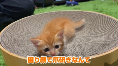 困り顔
