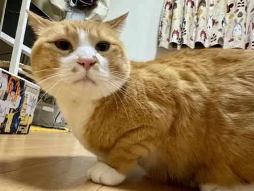 飼い主さんを見る猫