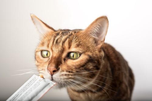 おやつを食べている猫