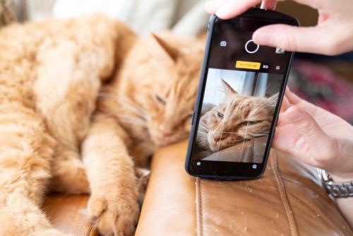 猫を撮影しているスマホの画面