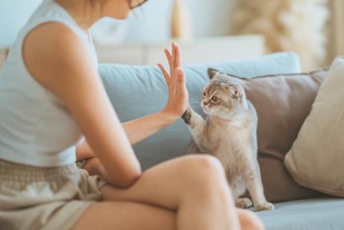 ハイタッチをする猫