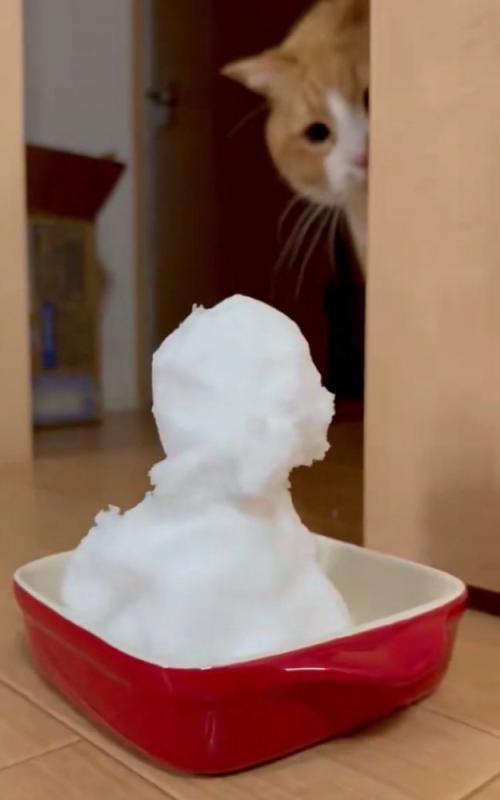 凝視する猫