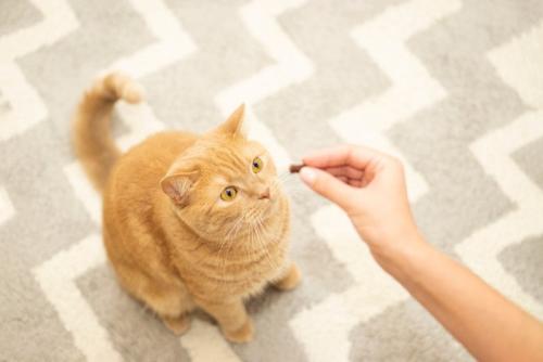 おやつをもらう猫