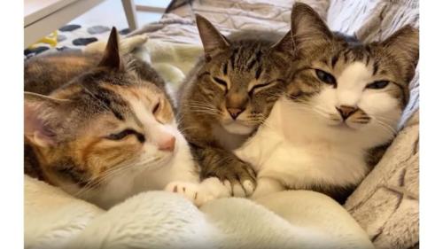 ソファーにいる猫たち