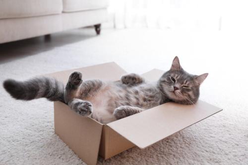 箱の中で寝る猫