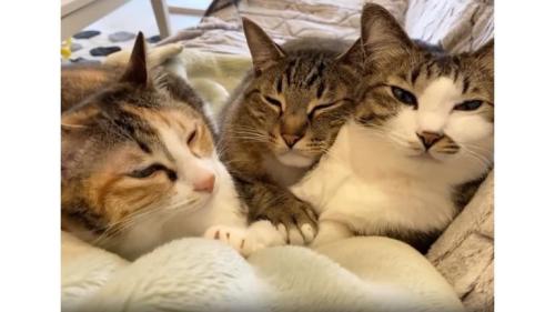 ソファーにいる猫たち