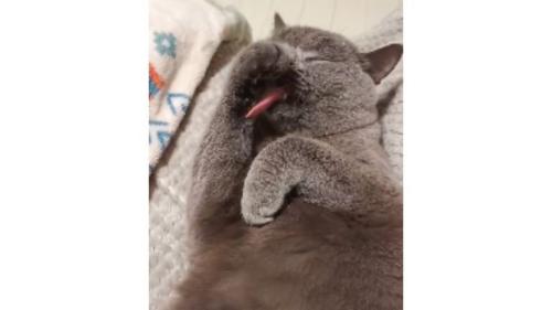 毛づくろいしている猫