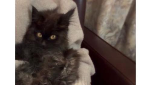 抱かれている子猫