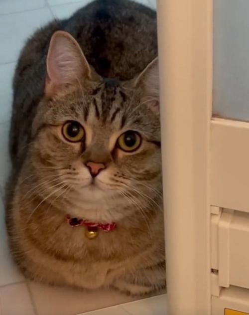 出待ちする猫