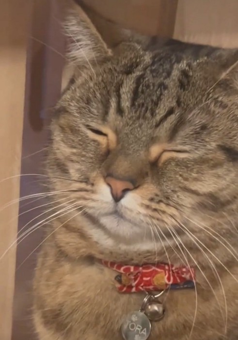 目を閉じる猫