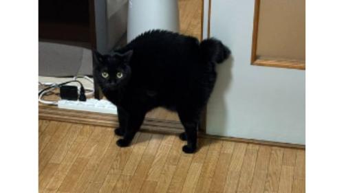 室内にいる猫