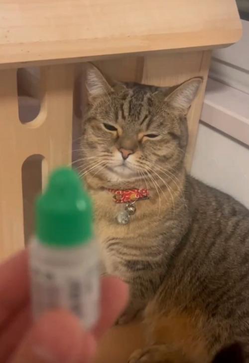 目を細める猫