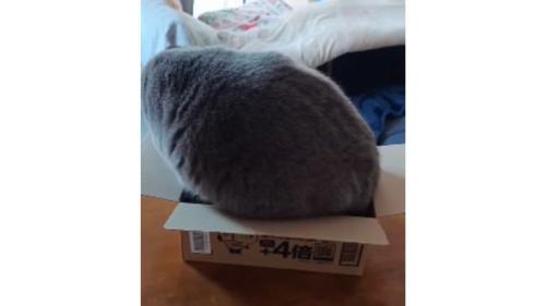 ダンボール箱に入ろうとする猫