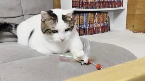 左前足でおもちゃを押さえる猫ちゃん