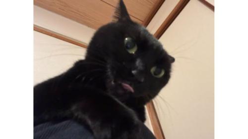 室内にいる猫