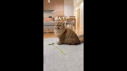 遊んで！
