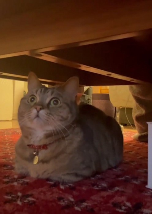 雷に驚く猫