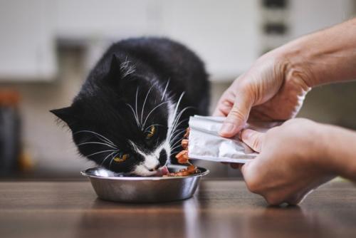 パウチのキャットフードを食べる猫
