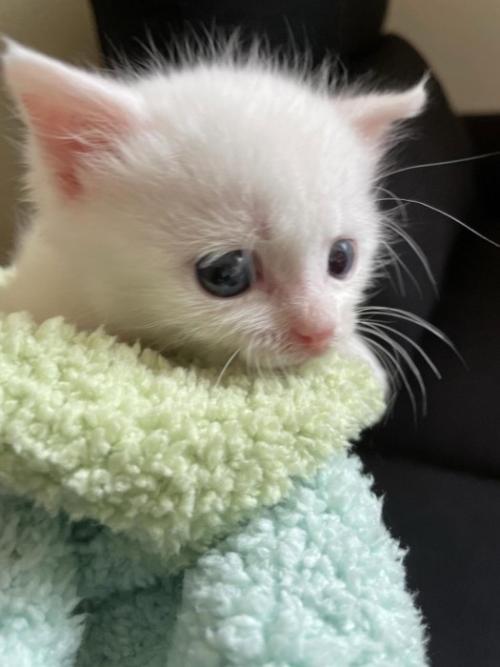 子猫の横顔
