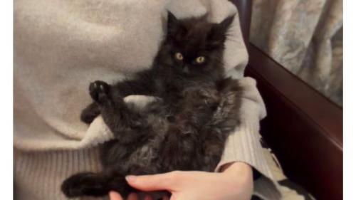 抱かれている子猫