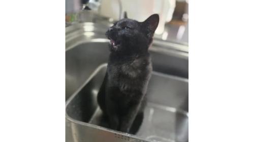 シンクにいる猫