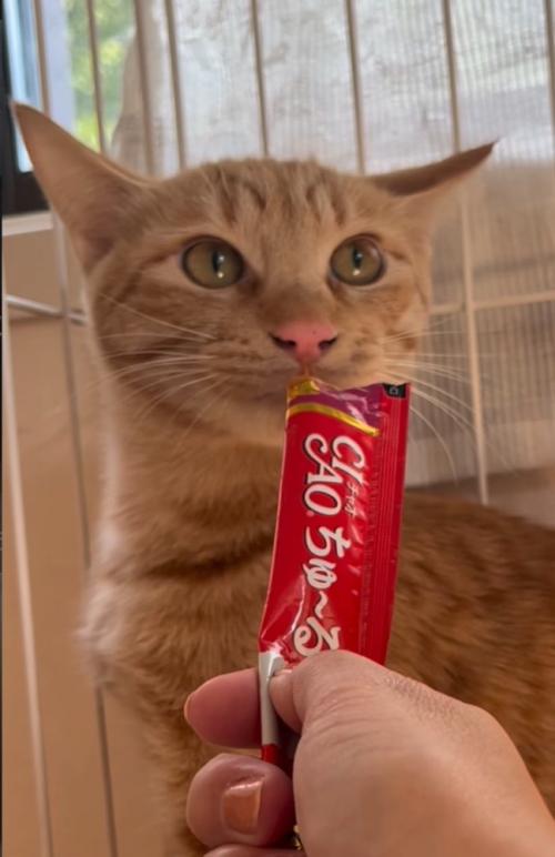 戸惑い固まる猫