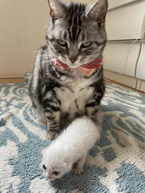 成猫と子猫