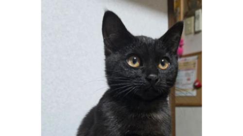 室内にいる猫