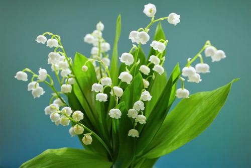 スズランの花束