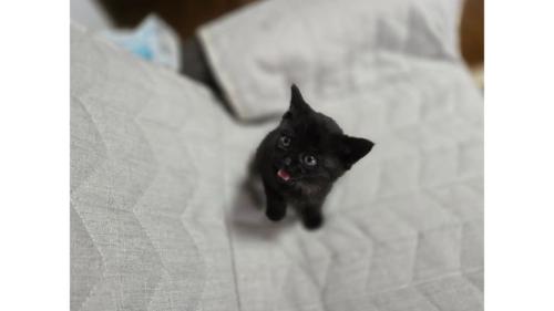 室内にいる猫
