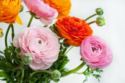 ラナンキュラスの花