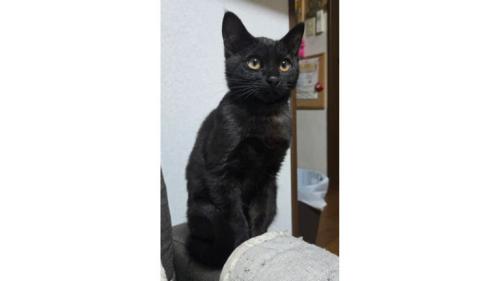 室内にいる猫