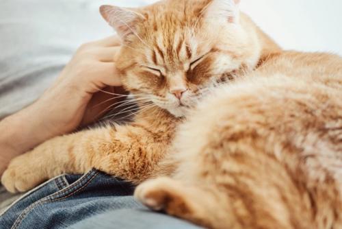 撫でられて喉を鳴らす猫