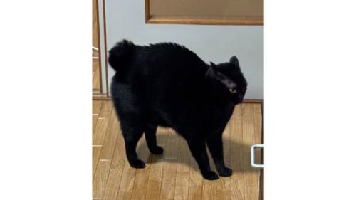 室内にいる猫