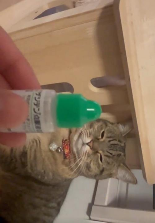 薄目で見る猫