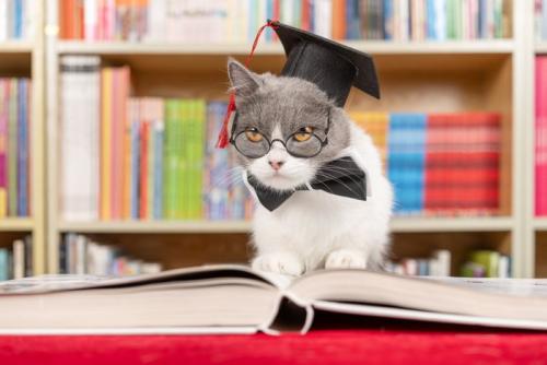 猫博士
