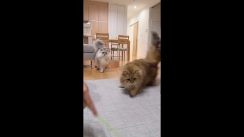 狙っている姿