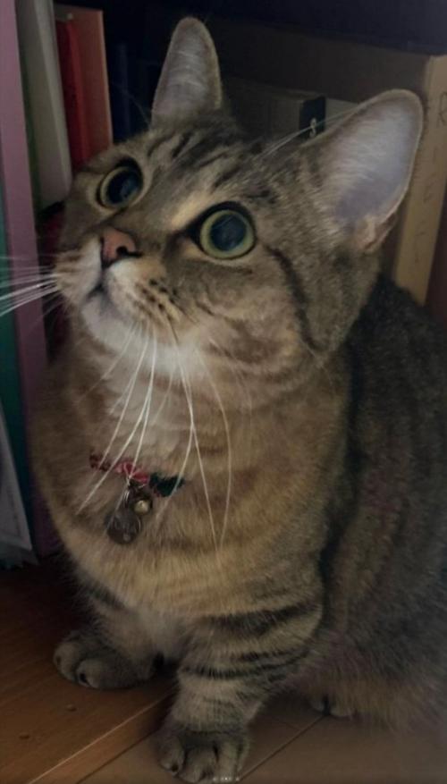 上を向く猫