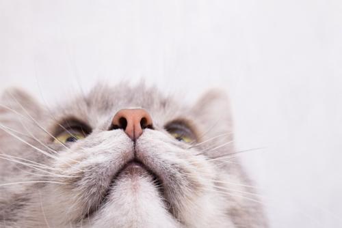 見上げる猫の顔