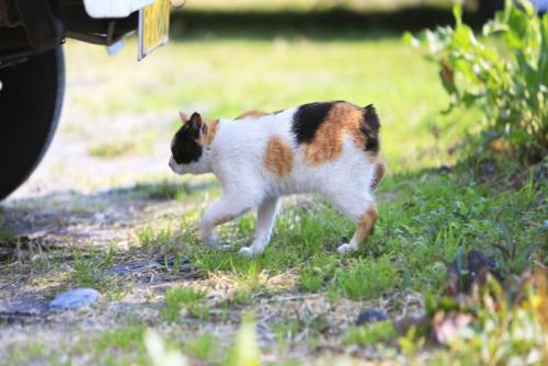 横になってくつろぐ猫