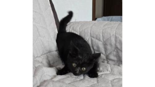 室内にいる猫