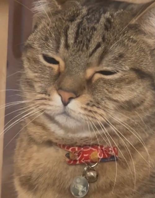 嫌がる猫