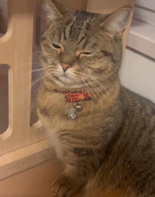 目を瞑る猫