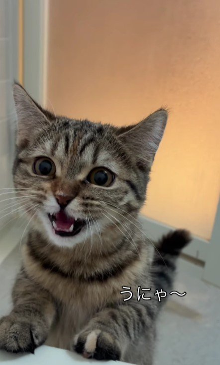 お風呂場の猫