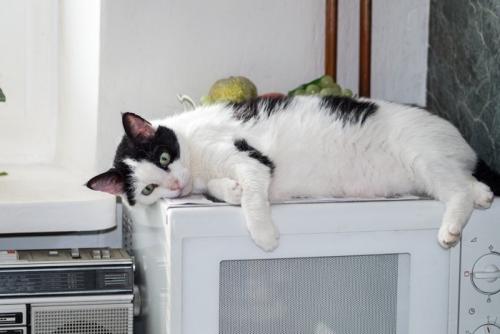 電子レンジの上の猫