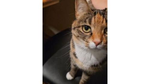 室内にいる猫