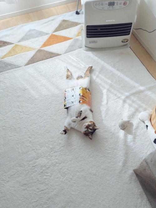 仰向けの猫